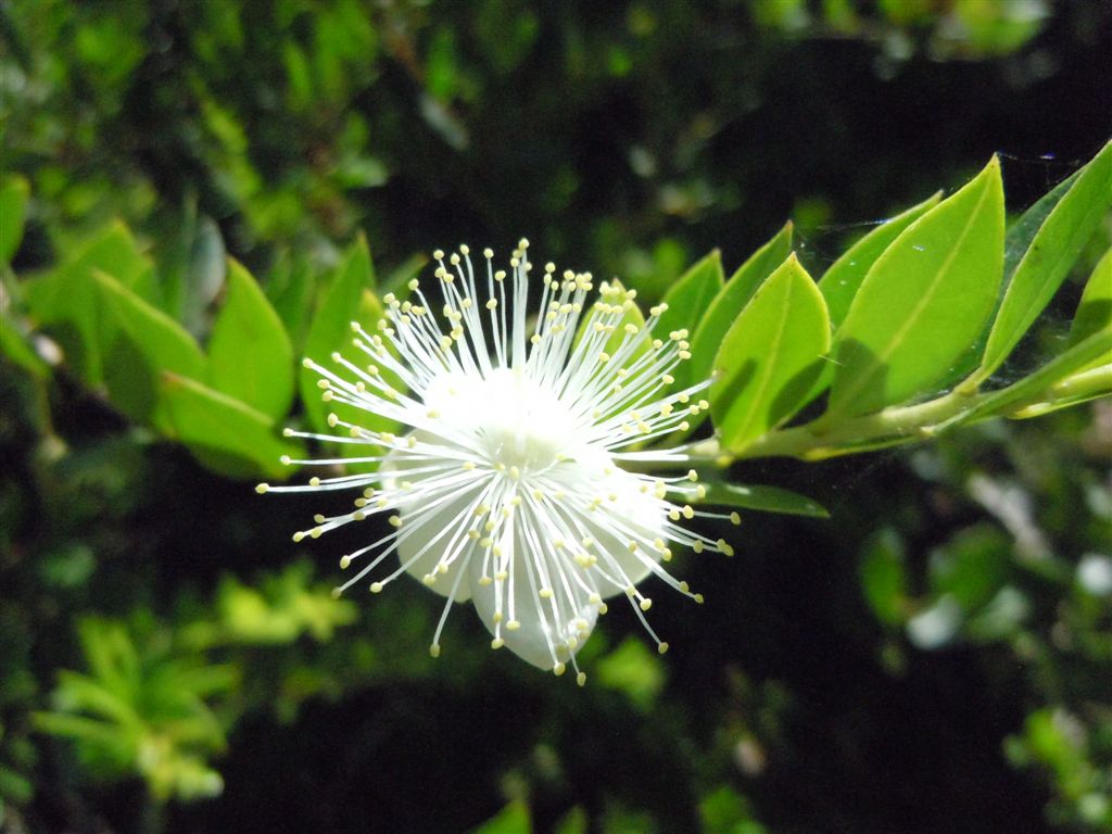 Myrtus communis